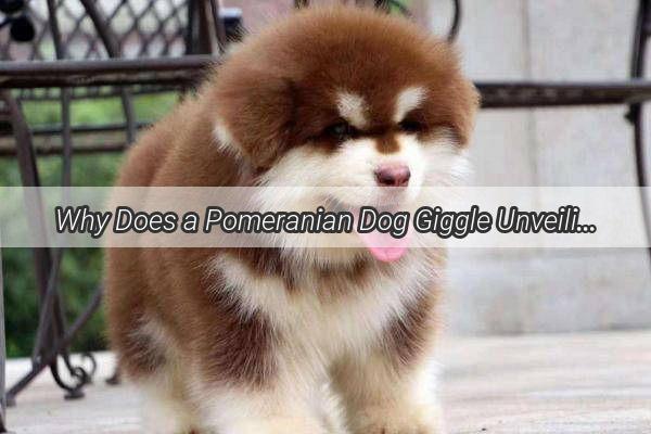 Why Does a Pomeranian Dog Giggle Unveiling the Hilarious Quirks of these Joyful Companions